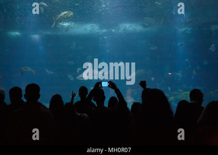group of people  is watching fish through the glass in a Oceanarium. aquarium Stock Photo