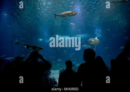 group of people  is watching fish through the glass in a Oceanarium. aquarium Stock Photo