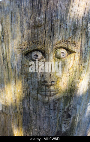 Comical face carved into tree trunk Castle Green Hereford UK. Stock Photo
