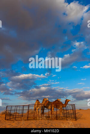 Camels in nafoud desert, Hail Province, Nefud Al-Kebir, Saudi Arabia Stock Photo