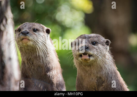 Otters alert and watching Stock Photo