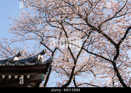 A corner of buddhist temple against cherry blossoms in Ueno Park, Tokyo, Japan Stock Photo