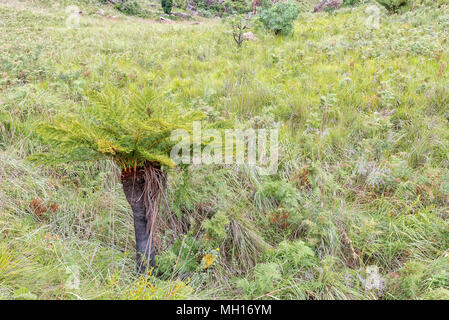 A Common South African tree fern or Grassland Tree Fern, Cyathea dregei, in a grass field near Mahai in the Drakensberg Stock Photo