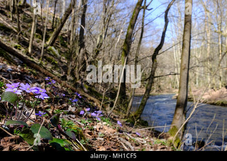 Der Frühling hält Einzug im Wald blühende Anemonen Stock Photo