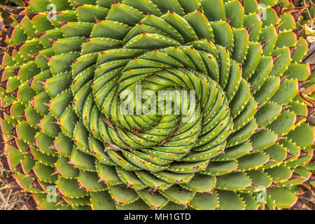 Spiral Aloe - Lesotho traditional plant Stock Photo