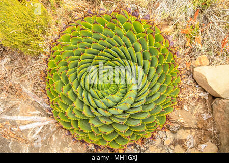 Spiral Aloe - Lesotho traditional plant Stock Photo