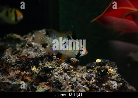 Grey ram cichlid mikrogeophagus ramirezi swimming near dark grey stone in aquarium Stock Photo