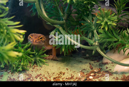 Orange common leopard gecko hiding in green plants in a terrarium Stock Photo