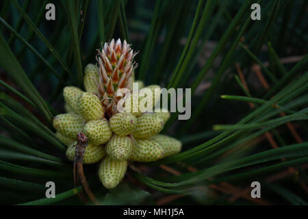 Bunch of small green pine cones on a branch with needles Stock Photo