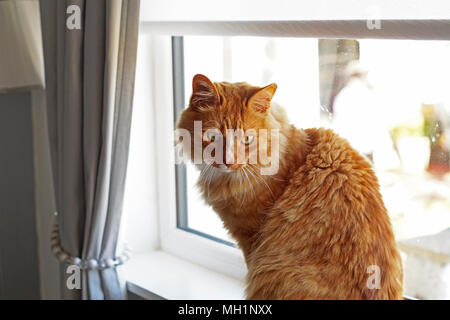 Ginger Long Hair Cat sitting on window ledge, Close Up, Twisted Body Stock Photo