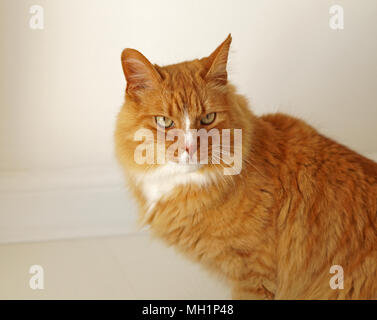 Ginger Long Hair Cat with Green Eyes, Close Up Looking at camera. Indoor photos of house cat Stock Photo