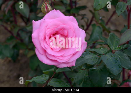 Rose Pink Perfection Stock Photo