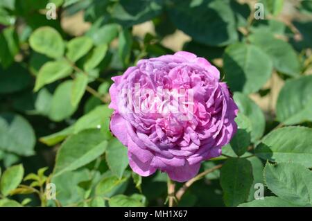 Rose Reine De Violettes Stock Photo - Alamy