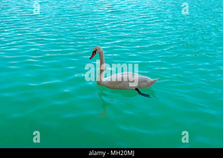 Beautiful white swan swimming in Bled lake Slovenia, Europe. Romantic landscape. Cygnus. Profile of White Mute Swan on clear turquoise water of blue l Stock Photo