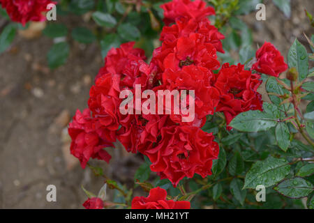 Rose Ruby Wedding Stock Photo
