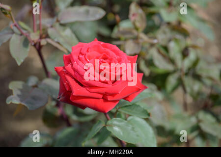 Rose Ruby Wedding Stock Photo