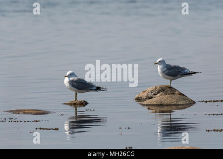 Pair of Common Gulls, Larus Canus, standing on stones in the sunshine by spring season Stock Photo