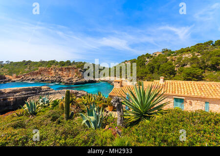 Tropical agave plants growing on rocks in beautiful bay with beach, Cala S'Almunia, Majorca island, Spain Stock Photo