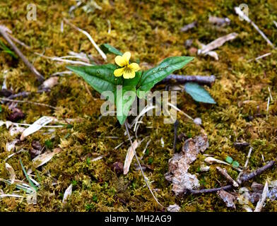 A halberd-leaved yellow violet flower and green leaves in a spring forest. Stock Photo