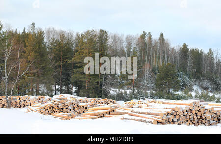 Winter time. Woodpile of freshly harvested logs. Stacks of cut timber ready to be hauled out of a logging area.  Polluting energies, pollution with sm Stock Photo