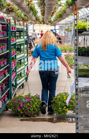 Sales clerk carrying two potted flower baskets through nursery greenhouse Stock Photo