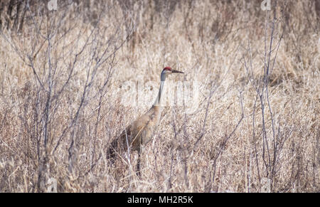 Sandhill Crane In Marsh Stock Photo