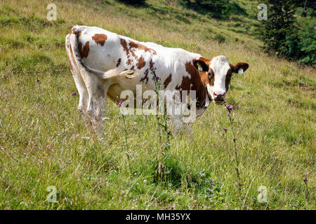 Cow in the pasture - Austria. Kuh auf der Weide - Österreich Stock Photo