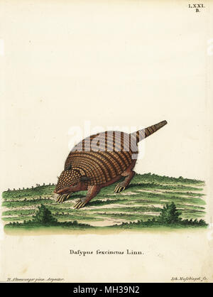 Six-banded armadillo, Euphractus sexcinctus. Dasypus sexcinctus Linn. Handcoloured copperplate engraving by Johann Nussbiegel after an illustration by Heinrich Altenwanger from Johann Christian Daniel Schreber's Animal Illustrations after Nature, or Schreber's Fantastic Animals, Erlangen, Germany, 1775. Stock Photo