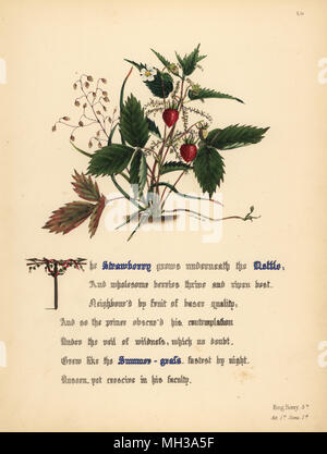 Strawberry, Nettle and Summer-grass (King Henry V). Handcoioured botanical illustration drawn and lithographed by Jane Elizabeth Giraud from The Flowers of Shakespeare, Day and Haghe, London, 1845. Stock Photo