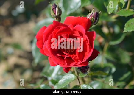 Rose Sympathie Stock Photo