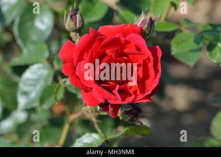 Rose Sympathie Stock Photo