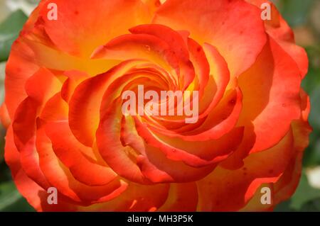 Rose Tequila Sunrise Stock Photo