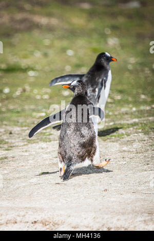 Gentoo penguins running on the Falkland Islands Stock Photo