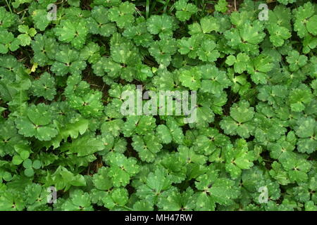 Small leaf Creeping Buttercup Weed 'Ranunculus repens' Stock Photo