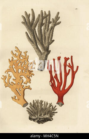 Coral species: Acropora abrotanoides 1, white coral 2, sea ginger, Millepora alcicornis 3, and red coral. (Madrepora abrotanoides, Corallium porofum album, Millepora digitata, Litophyton aureum). Handcoloured copperplate engraving from Georg Wolfgang Knorr's Deliciae Naturae Selectae of Kabinet van Zeldzaamheden der Natuur, Blusse and Son, Nuremberg, 1771. Specimens from a Wunderkammer or Cabinet of Curiosities. Stock Photo