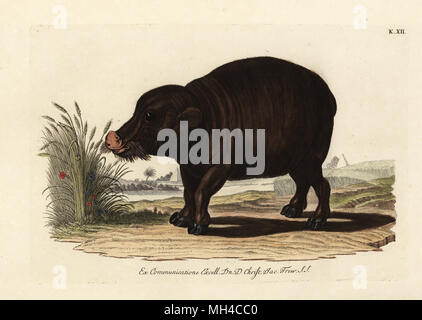 Nile hippopotamus, Hippopotamus amphibius. Vulnerable. L'Hippopotame amphibie du Nil. Handcoloured copperplate engraving from Georg Wolfgang Knorr's Deliciae Naturae Selectae of Kabinet van Zeldzaamheden der Natuur, Blusse and Son, Nuremberg, 1771. Specimens from a Wunderkammer or Cabinet of Curiosities owned by Dr. Christoph Jacob Trew in Nuremberg. Stock Photo