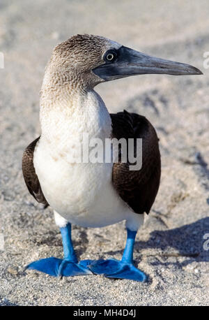 Bluefooted boobies hi-res stock photography and images - Alamy