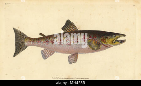Brown trout, Salmo trutta fario (Trout, Salmo fario). Handcoloured copperplate drawn and engraved by Edward Donovan from his Natural History of British Fishes, Donovan and F.C. and J. Rivington, London, 1802-1808. Stock Photo