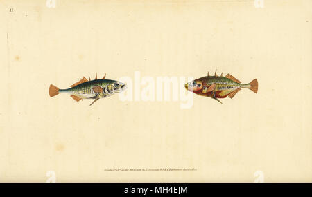 Three-spined stickleback, Gasterosteus aculeatus. Handcoloured copperplate drawn and engraved by Edward Donovan from his Natural History of British Fishes, Donovan and F.C. and J. Rivington, London, 1802-1808. Stock Photo