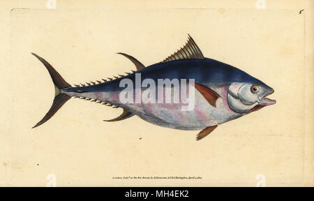 Atlantic bluefin tuna, Thunnus thynnus (endangered). Tunny, Scomber thynnus. Handcoloured copperplate drawn and engraved by Edward Donovan from his Natural History of British Fishes, Donovan and F.C. and J. Rivington, London, 1802-1808. Stock Photo