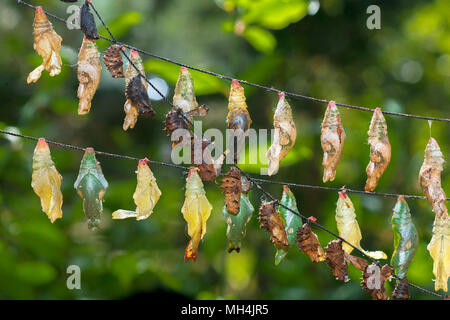 Strings of butterfly chrysalis hang at the Butterfly Farm in Puerto Princesa, Palawan Island in the Philippines. Small, white parasite eggs can be see Stock Photo