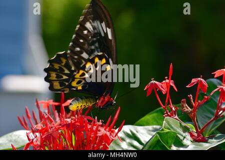 Ornithoptera euphorion, female Cairns birdwing butterfly. Stock Photo