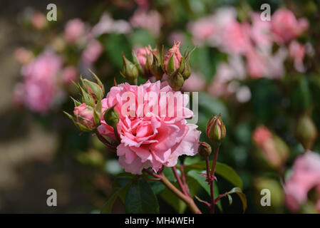 Rose Your Beautiful / You're Beautiful Stock Photo