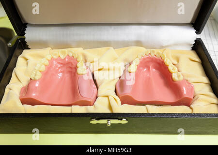A dental model of the human mouth and teeth. Stock Photo