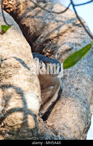 Collared forest-falcon in its nest cavity in The Pantanal in Brazil Stock Photo