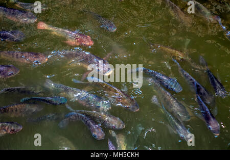 A school of hungry Tilapia swim in an aquaculture pool at an aquaculture farm in Narra, Palawan Island in the Philippines. Stock Photo