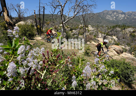Idyllwild, California, USA. 29th Apr, 2018. Mountain bikers rides steep trails past wildflowers, granite rock slabs and pine tress at elevations above 6,500ft high above the desert floor near Idyllwild in the San Jacinto Mountains. Rising abruptly from the desert floor, the Santa Rosa and San Jacinto Mountains National Monument reaches an elevation of 10,834 feet, the northernmost of the Peninsular Ranges system. Many flora and fauna species within the national monument are state and federal listed threatened or endangered species, including the Peninsular Bighorn Sheep (Ovis canadensis cremn Stock Photo