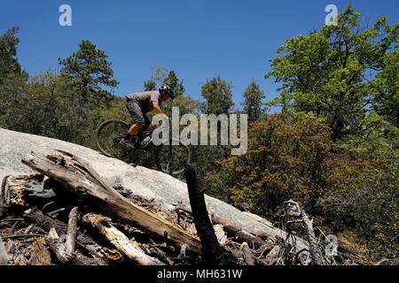 Idyllwild, California, USA. 29th Apr, 2018. Mountain biker rides steep trails past huge granite rock slabs and pine tress at elevations above 6,500ft high above the desert floor near Idyllwild in the San Jacinto Mountains. Rising abruptly from the desert floor, the Santa Rosa and San Jacinto Mountains National Monument reaches an elevation of 10,834 feet, the northernmost of the Peninsular Ranges system. Many flora and fauna species within the national monument are state and federal listed threatened or endangered species, including the Peninsular Bighorn Sheep (Ovis canadensis cremnobates), Stock Photo