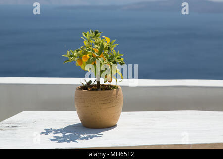 potted lemon tree on white washed table with ocean in the background Stock Photo