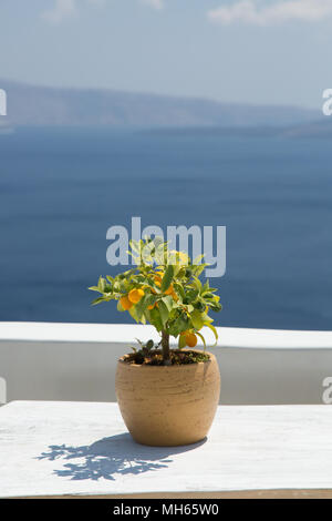 potted lemon tree on white washed table with ocean in the background Stock Photo